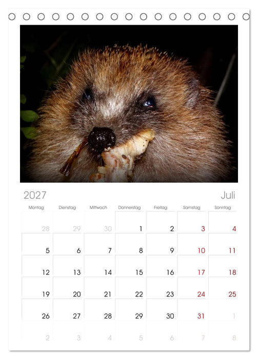 Meine Igel (CALVENDO Tischplaner A5H 2027)