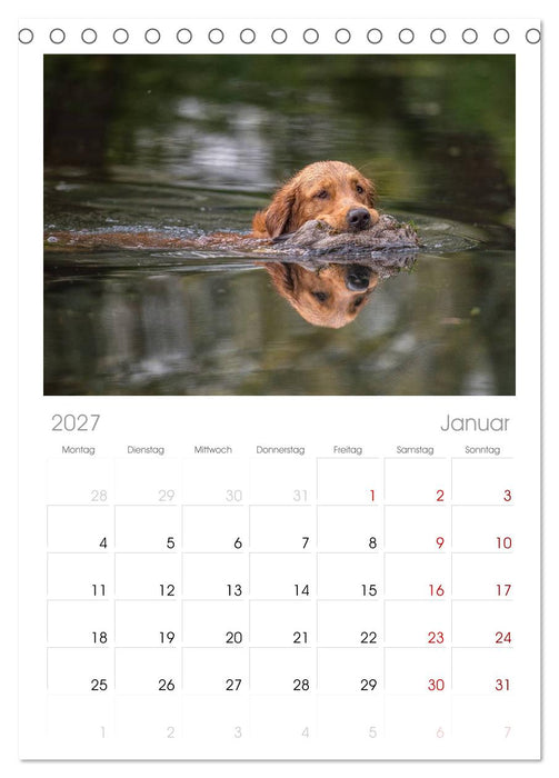 Jagdhunde bei der Arbeit (CALVENDO Tischplaner A5H 2027)