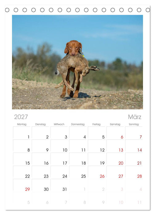Jagdhunde bei der Arbeit (CALVENDO Tischplaner A5H 2027)