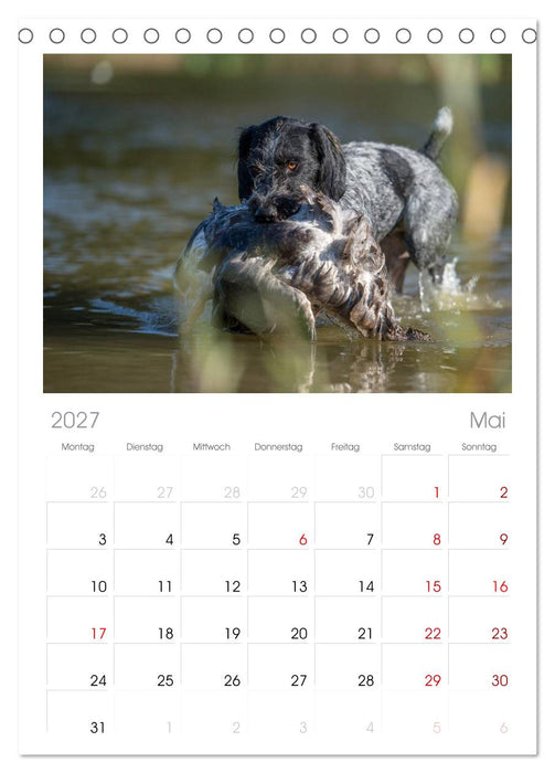 Jagdhunde bei der Arbeit (CALVENDO Tischplaner A5H 2027)