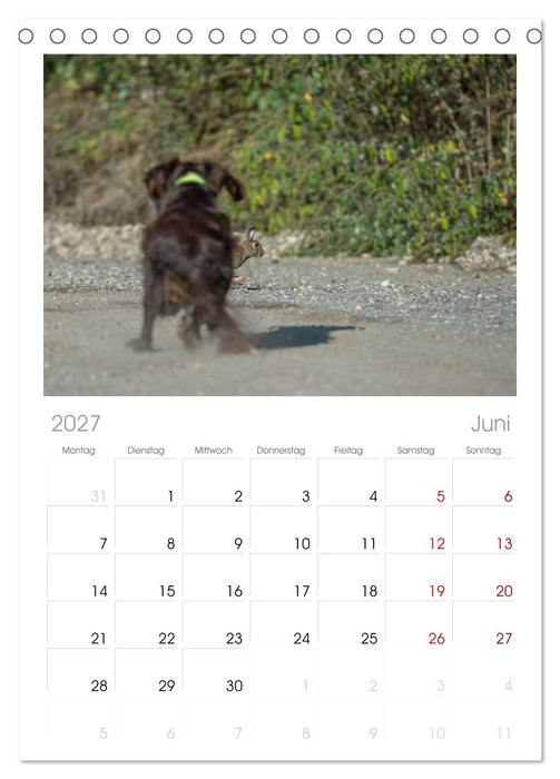 Jagdhunde bei der Arbeit (CALVENDO Tischplaner A5H 2027)