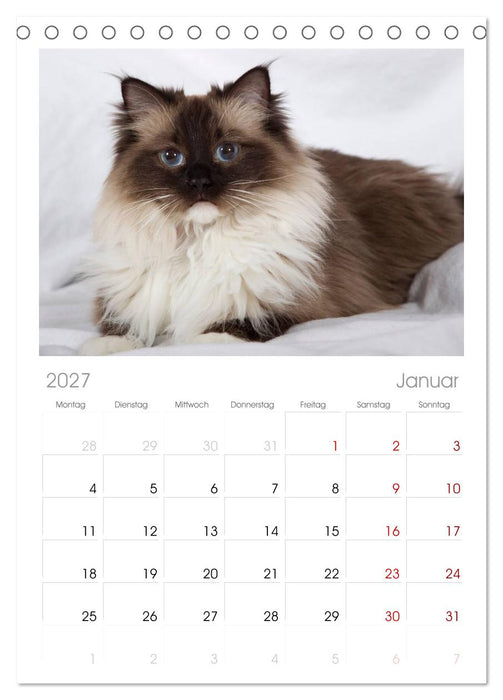 Ragdolls (CALVENDO Tischplaner A5H 2027)