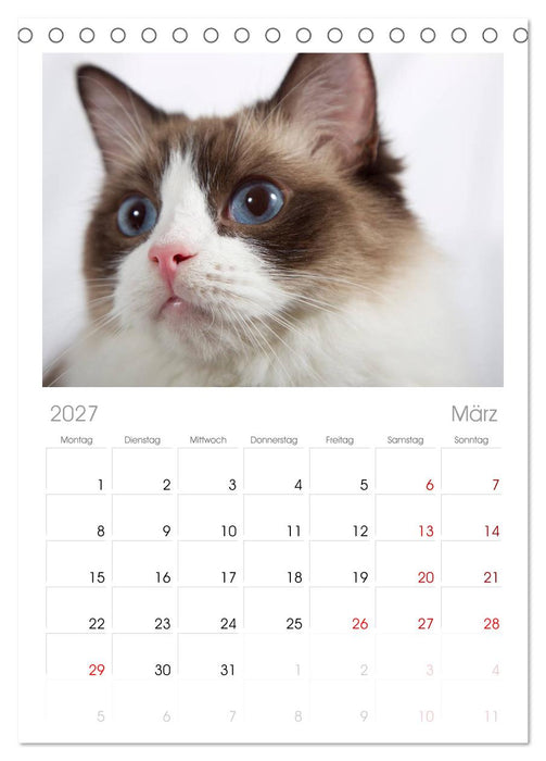Ragdolls (CALVENDO Tischplaner A5H 2027)