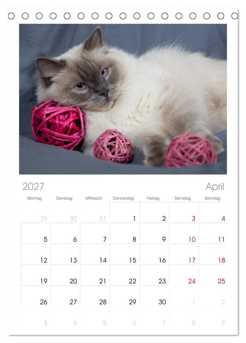 Ragdolls (CALVENDO Tischplaner A5H 2027)