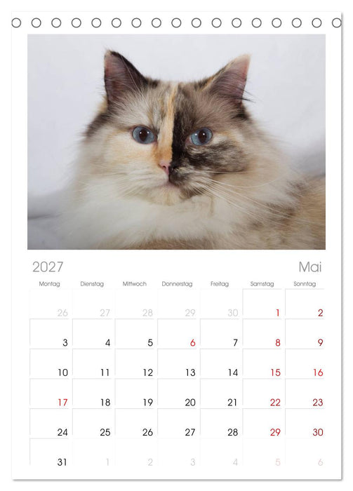 Ragdolls (CALVENDO Tischplaner A5H 2027)