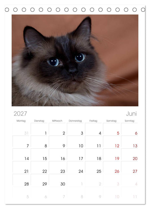 Ragdolls (CALVENDO Tischplaner A5H 2027)