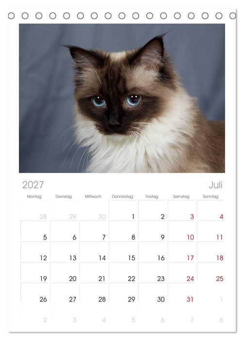 Ragdolls (CALVENDO Tischplaner A5H 2027)