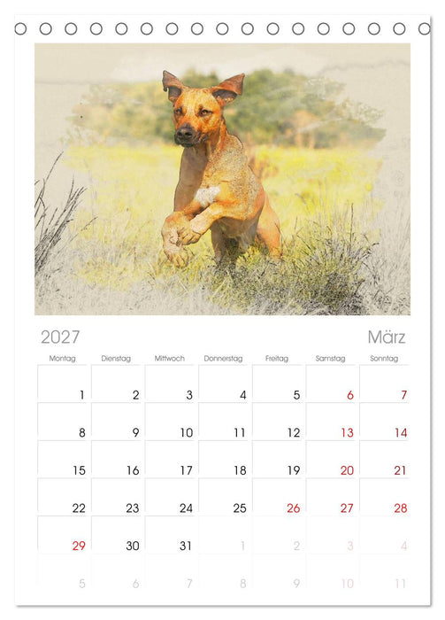 Rhodesian Ridgeback 2027 (CALVENDO Tischplaner A5H 2027)