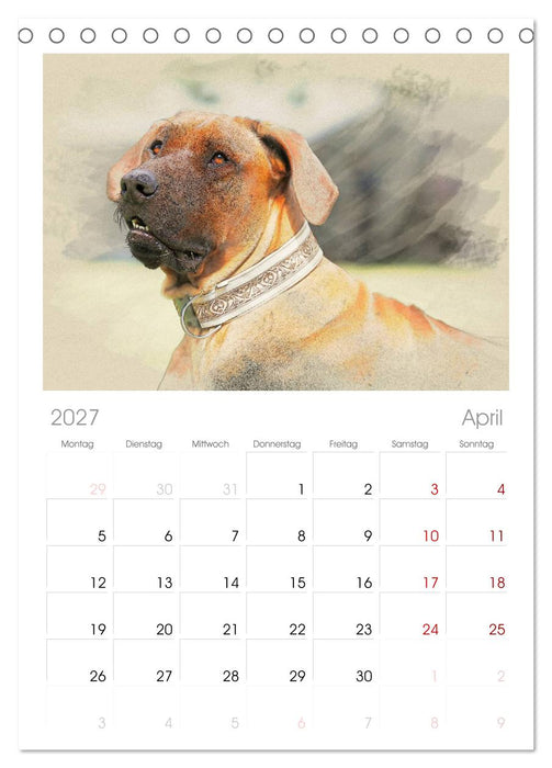 Rhodesian Ridgeback 2027 (CALVENDO Tischplaner A5H 2027)
