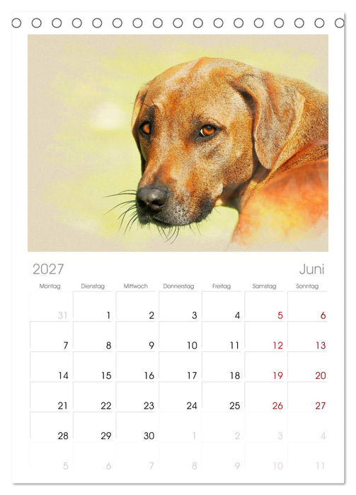 Rhodesian Ridgeback 2027 (CALVENDO Tischplaner A5H 2027)