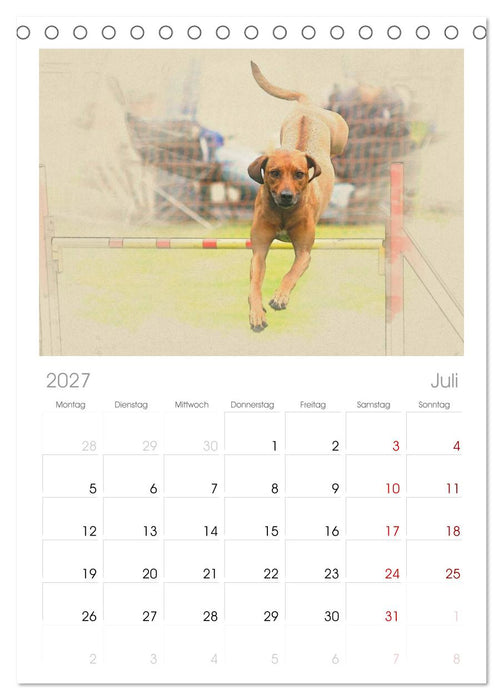 Rhodesian Ridgeback 2027 (CALVENDO Tischplaner A5H 2027)