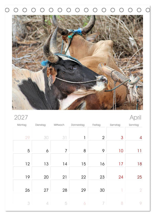 Tiere Madagaskars (CALVENDO Tischplaner A5H 2027)
