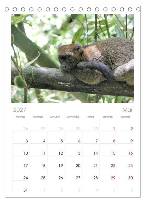 Tiere Madagaskars (CALVENDO Tischplaner A5H 2027)