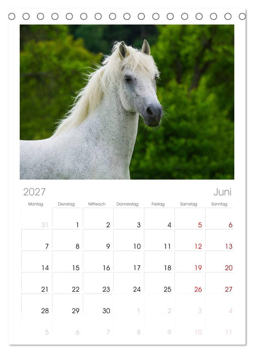 Welt der Pferde (CALVENDO Tischplaner A5H 2027)