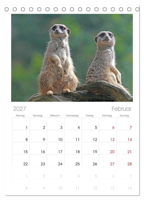 Erdmännchen (CALVENDO Tischplaner A5H 2027)