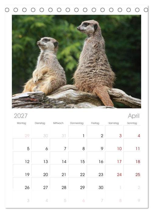 Erdmännchen (CALVENDO Tischplaner A5H 2027)