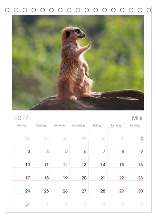 Erdmännchen (CALVENDO Tischplaner A5H 2027)