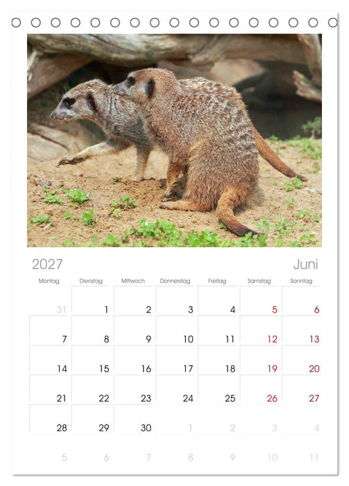 Erdmännchen (CALVENDO Tischplaner A5H 2027)