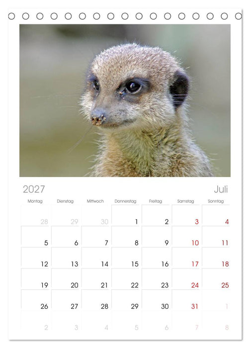 Erdmännchen (CALVENDO Tischplaner A5H 2027)
