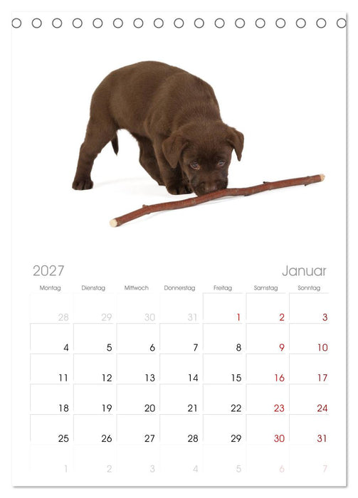 Labrador - Welpen (CALVENDO Tischplaner A5H 2027)