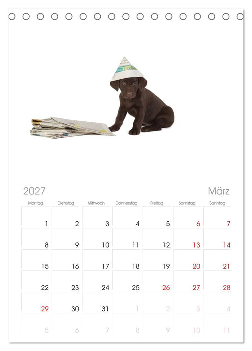 Labrador - Welpen (CALVENDO Tischplaner A5H 2027)