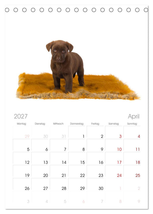 Labrador - Welpen (CALVENDO Tischplaner A5H 2027)