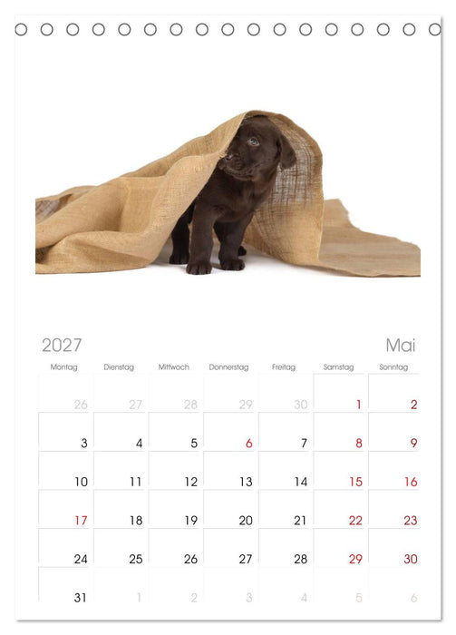 Labrador - Welpen (CALVENDO Tischplaner A5H 2027)