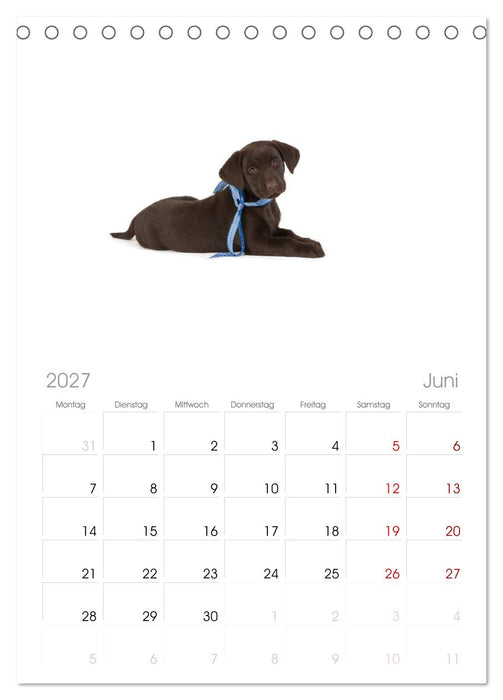 Labrador - Welpen (CALVENDO Tischplaner A5H 2027)