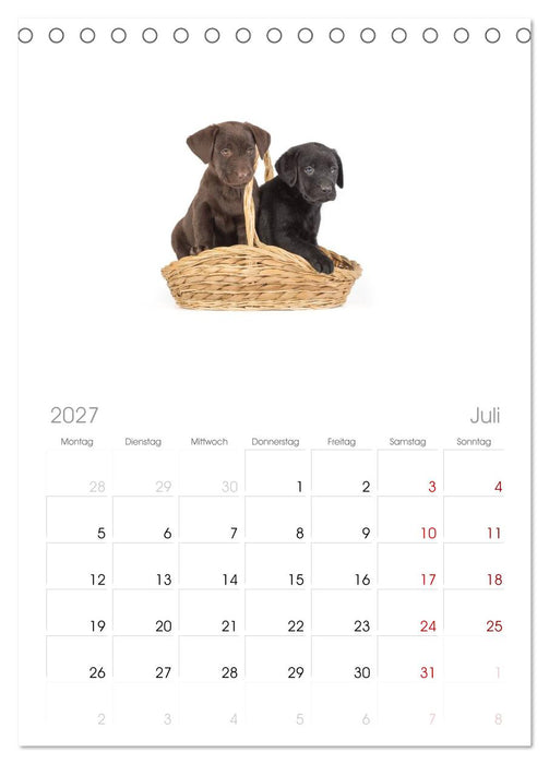 Labrador - Welpen (CALVENDO Tischplaner A5H 2027)