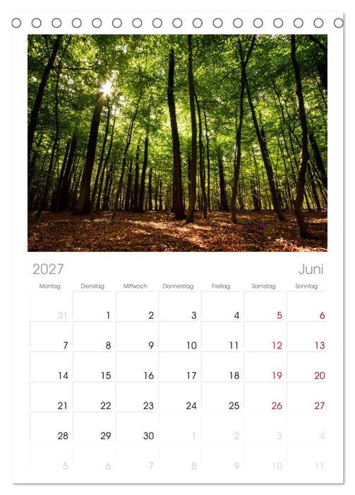 Wald (CALVENDO Tischplaner A5H 2027)