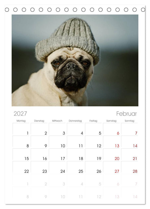 Der MOPS-Kalender (CALVENDO Tischplaner A5H 2027)