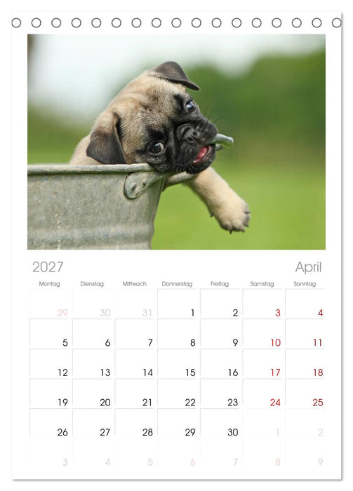Der MOPS-Kalender (CALVENDO Tischplaner A5H 2027)