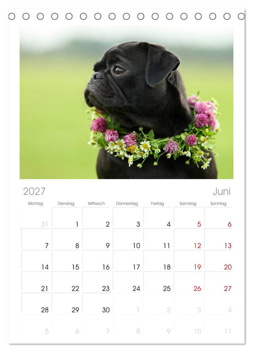 Der MOPS-Kalender (CALVENDO Tischplaner A5H 2027)