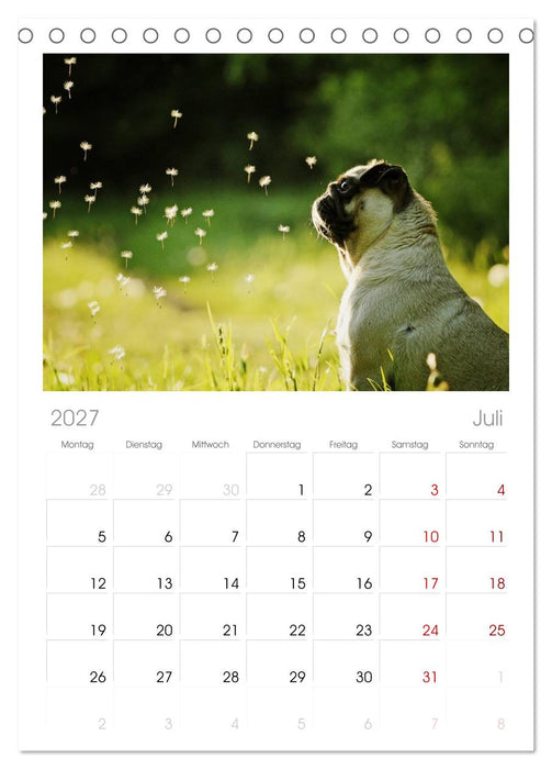 Der MOPS-Kalender (CALVENDO Tischplaner A5H 2027)