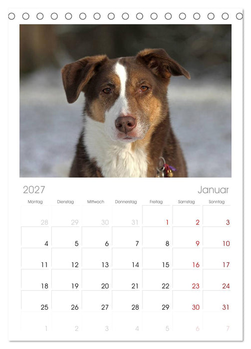 Faszination Hund (CALVENDO Tischplaner A5H 2027)