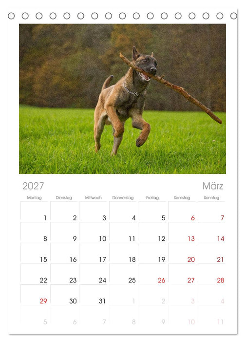 Faszination Hund (CALVENDO Tischplaner A5H 2027)