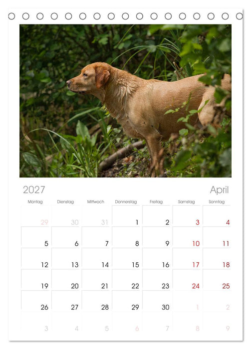 Faszination Hund (CALVENDO Tischplaner A5H 2027)