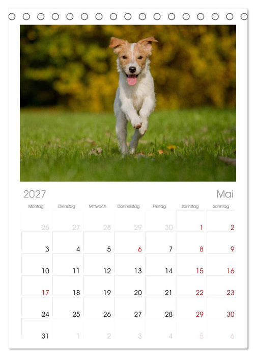 Faszination Hund (CALVENDO Tischplaner A5H 2027)