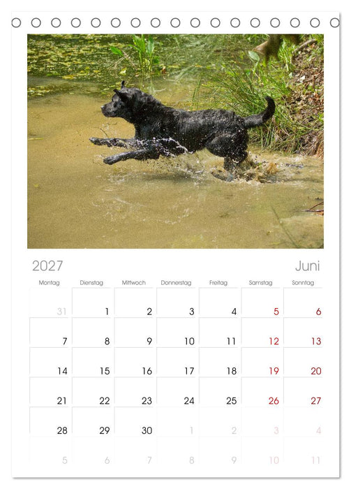 Faszination Hund (CALVENDO Tischplaner A5H 2027)
