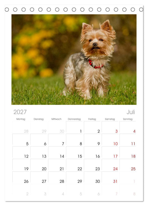 Faszination Hund (CALVENDO Tischplaner A5H 2027)