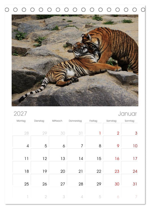 Tiger (CALVENDO Tischplaner A5H 2027)