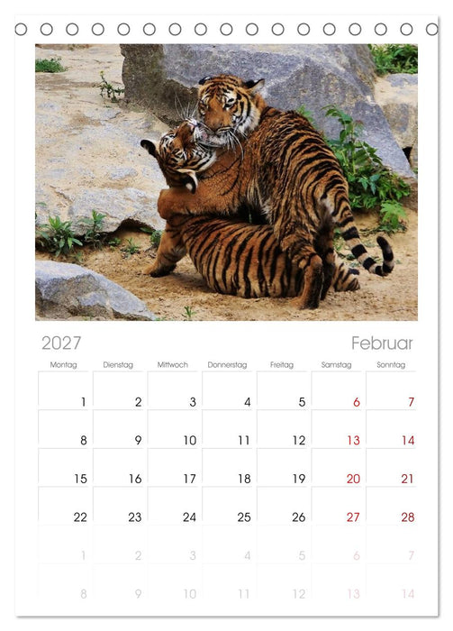 Tiger (CALVENDO Tischplaner A5H 2027)