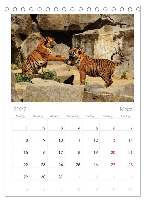 Tiger (CALVENDO Tischplaner A5H 2027)