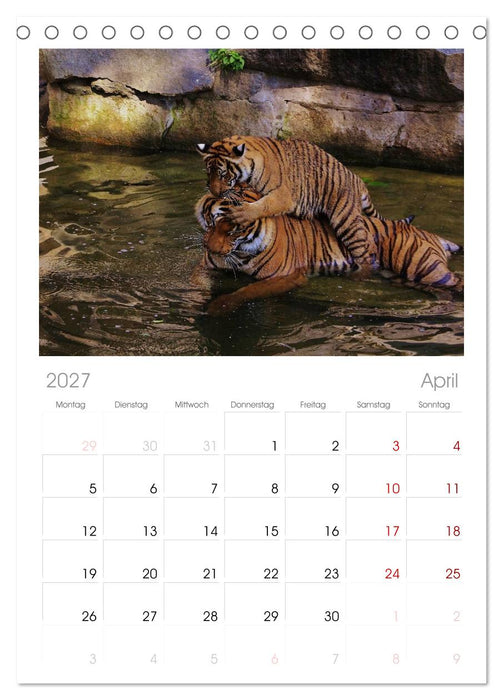 Tiger (CALVENDO Tischplaner A5H 2027)
