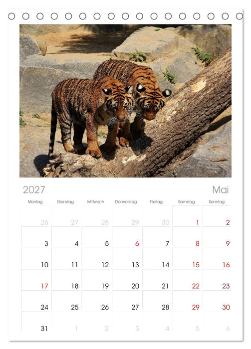 Tiger (CALVENDO Tischplaner A5H 2027)