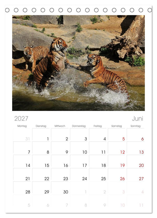 Tiger (CALVENDO Tischplaner A5H 2027)
