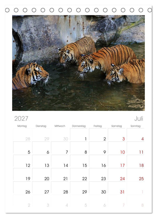 Tiger (CALVENDO Tischplaner A5H 2027)