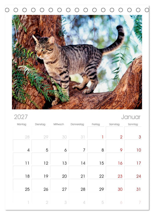 Katzen (CALVENDO Tischplaner A5H 2027)