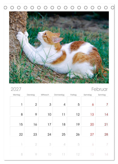 Katzen (CALVENDO Tischplaner A5H 2027)