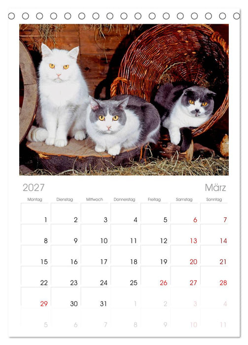 Katzen (CALVENDO Tischplaner A5H 2027)